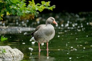 goose, greylag goose, lake